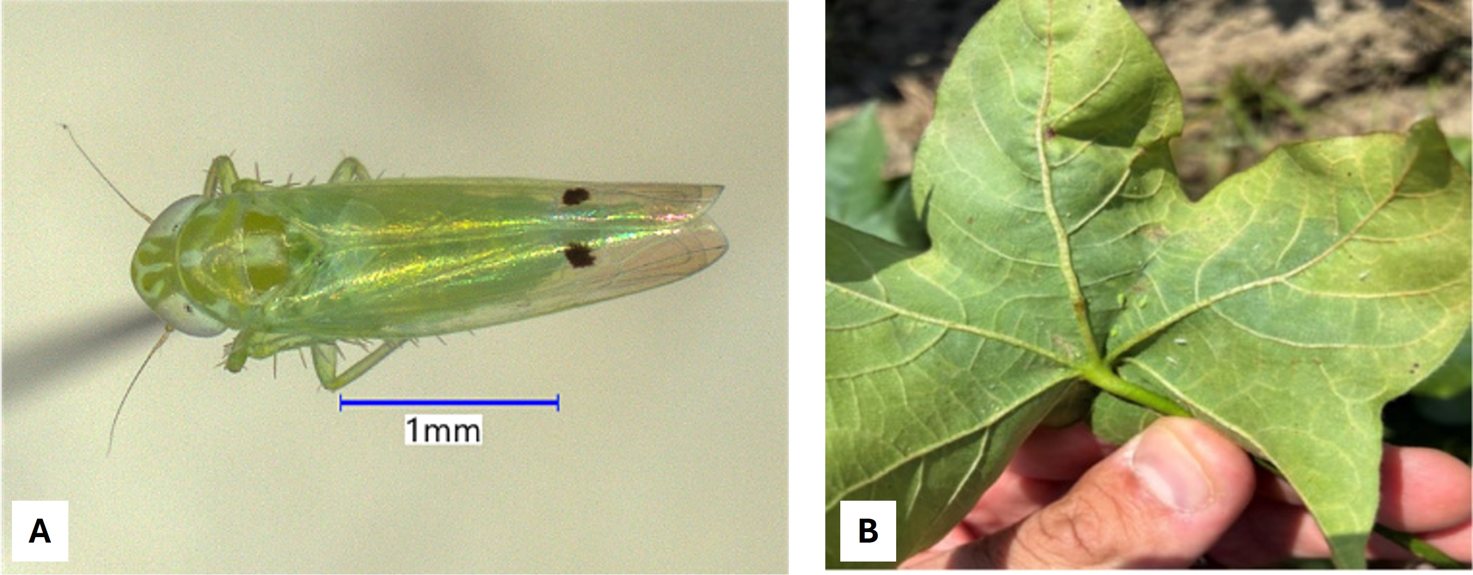 Cotton Jassid Detected in Louisiana: Monitoring Intensifies as Pest Spreads Across the Southeast